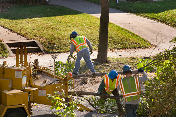 Best Tree Health Inspection  in Borger, TX